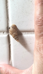 Leiostracus vimineus