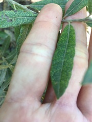 Salix humilis tristis