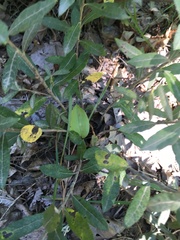 Salix humilis tristis