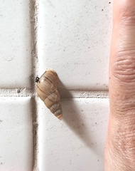 Leiostracus vimineus