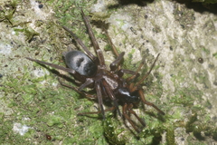 Hypodrassodes maoricus