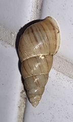 Leiostracus vimineus