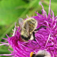 Bombus mesomelas