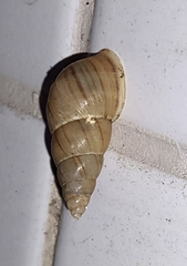 Leiostracus vimineus