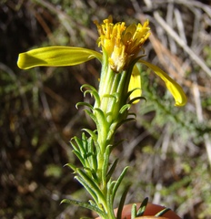 Senecio pinifolius