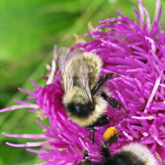 Bombus mesomelas