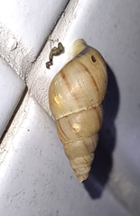 Leiostracus vimineus