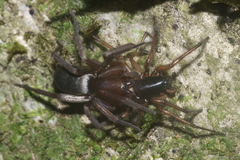 Hypodrassodes maoricus