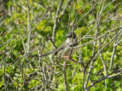 Apalis thoracica capensis