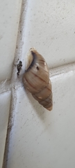 Leiostracus vimineus