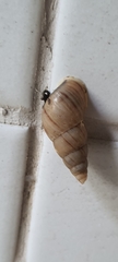 Leiostracus vimineus