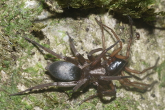 Hypodrassodes maoricus