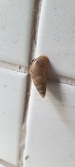 Leiostracus vimineus