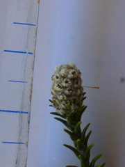 Phylica thunbergiana