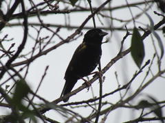 Euplectes capensis capensis