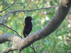 Euplectes capensis capensis