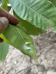 Caryomyia ansericollum