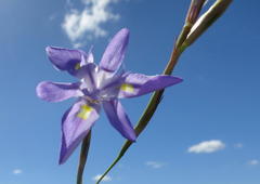 Moraea lazulina