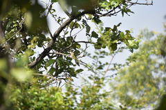 Cacomantis merulinus