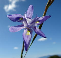 Moraea lazulina