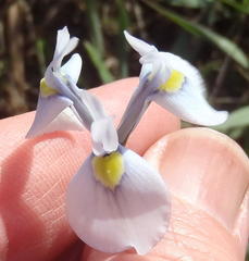 Moraea tripetala tripetala