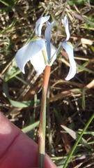 Moraea tripetala tripetala