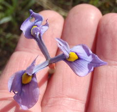 Moraea tripetala tripetala