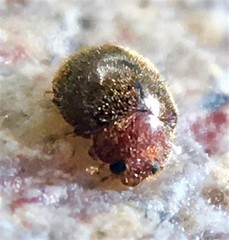 Rhyzobius lophanthae