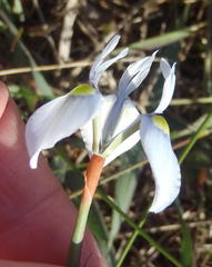 Moraea tripetala tripetala