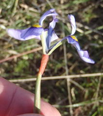 Moraea tripetala tripetala