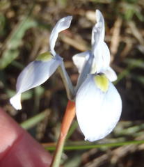 Moraea tripetala tripetala