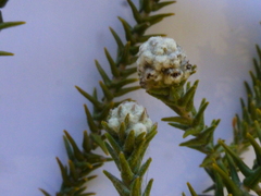 Phylica thunbergiana