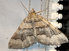 Scotopteryx coelinaria