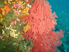 Melithaea rubra