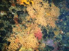 Melithaea rubra