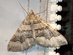 Scotopteryx coelinaria