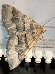 Scotopteryx coelinaria