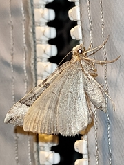 Scotopteryx coelinaria