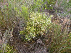 Erica labialis