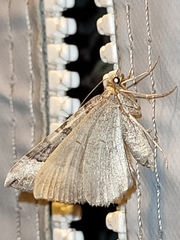 Scotopteryx coelinaria