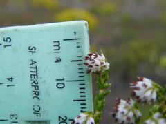 Erica labialis