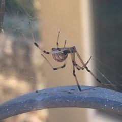 Latrodectus geometricus