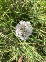 Allium suaveolens