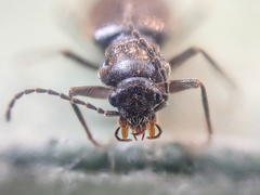 Phlaeopterus