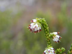 Erica labialis