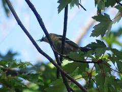 Setophaga castanea