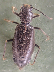 Phlaeopterus