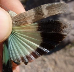 Oedipoda fuscocincta morini