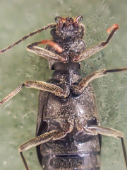 Phlaeopterus