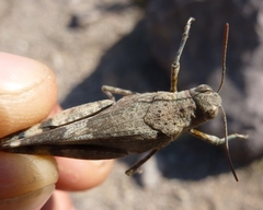 Oedipoda fuscocincta morini